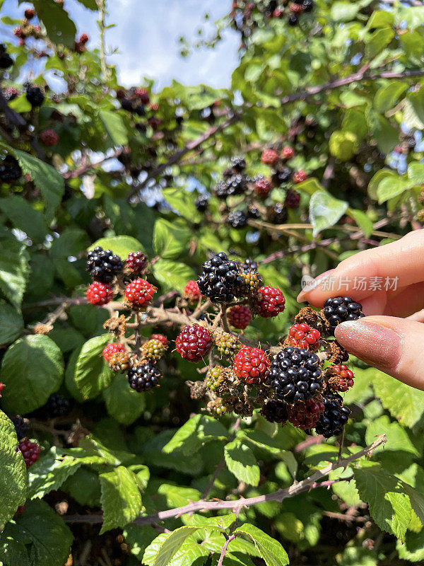 特写图像无法识别的人采摘黑莓从杂草丛生的农村黑莓树篱，野生黑莓果实在夏末/初秋，晴朗的一天，多云的蓝天，重点在前景